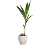 amber grail 30cm blanc lin